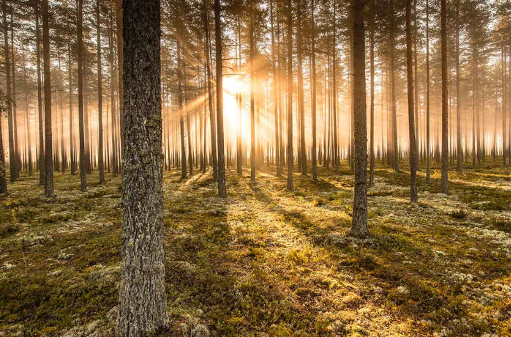 Stora Enso to reduce debt by divesting forest assets